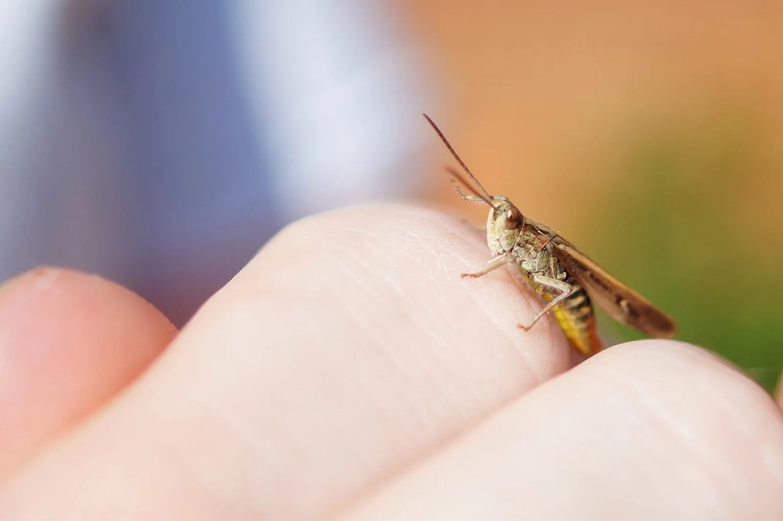 A grasshopper sat on a person's knuckle