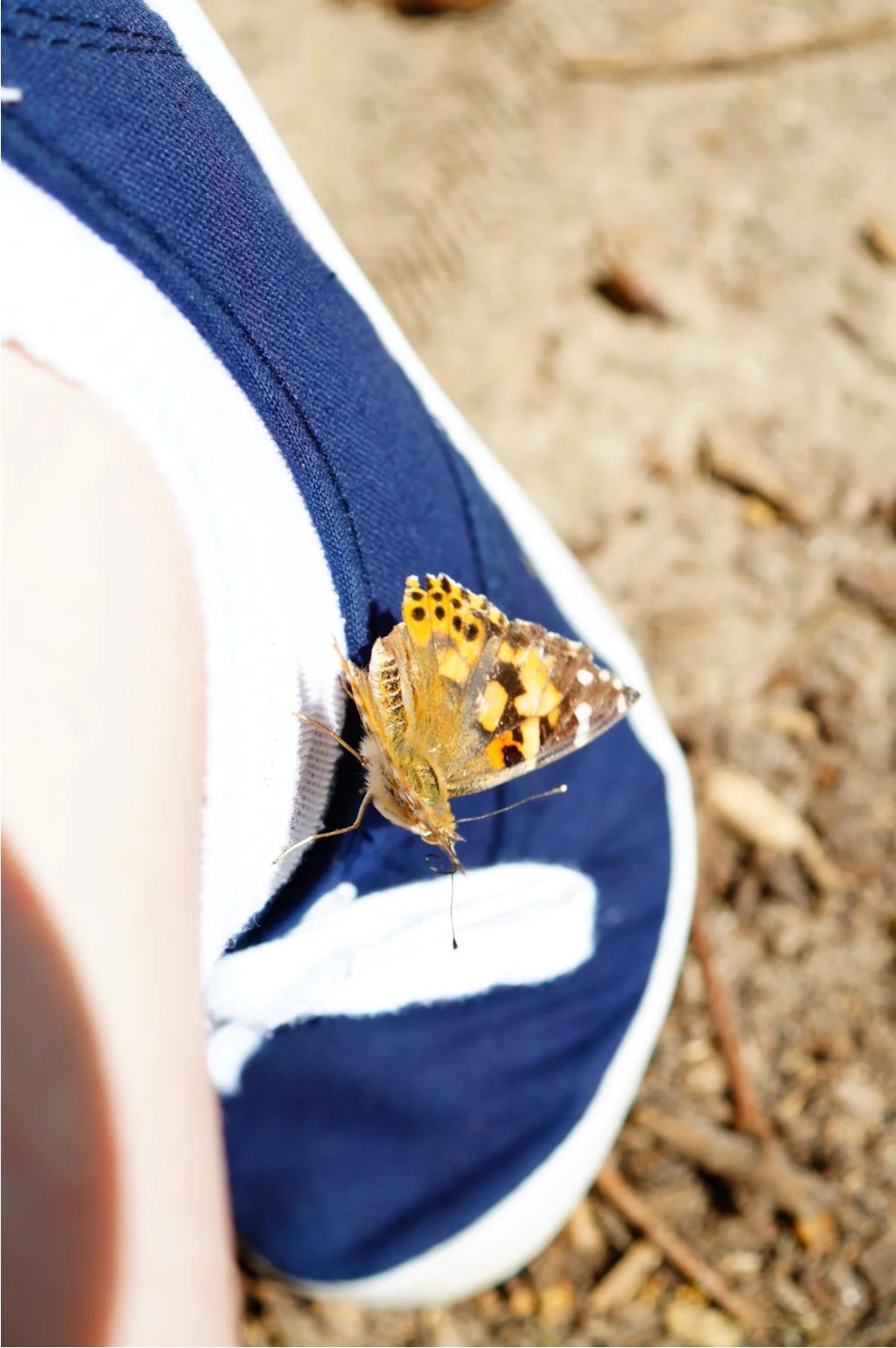 Painted Lady butterfly on a shoe