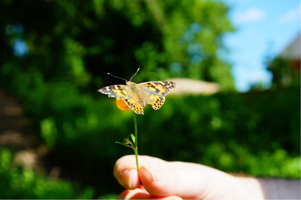 Painted lady butterfly on a flower