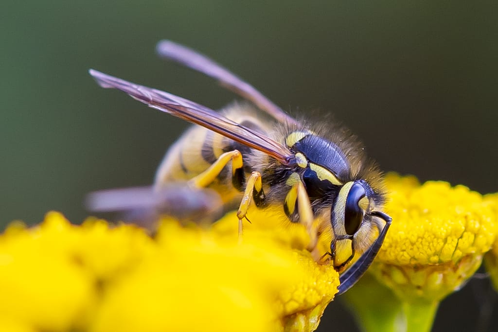 A wasp sat on yellow flowers