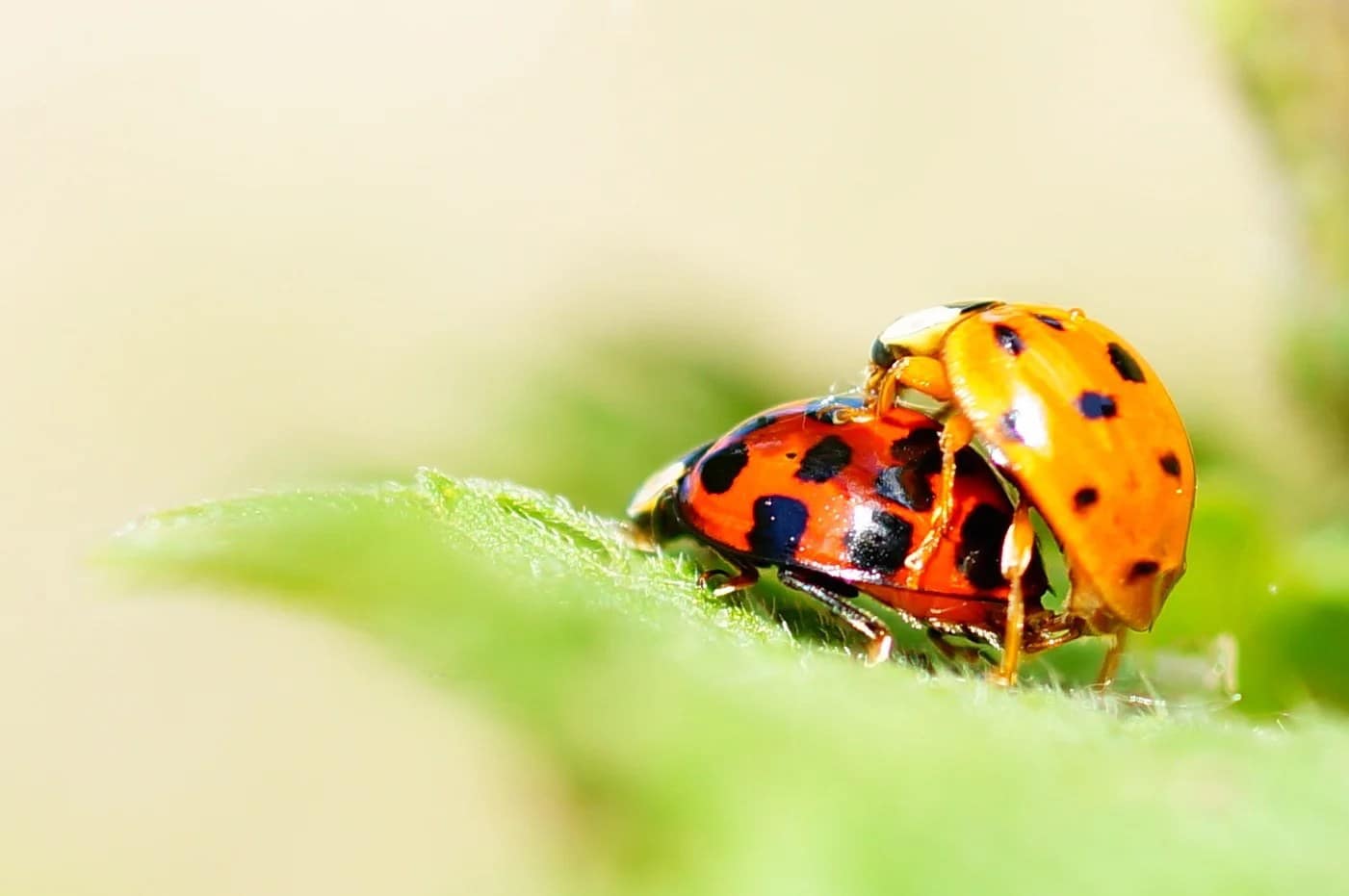 Two ladybirds mating on a leaf