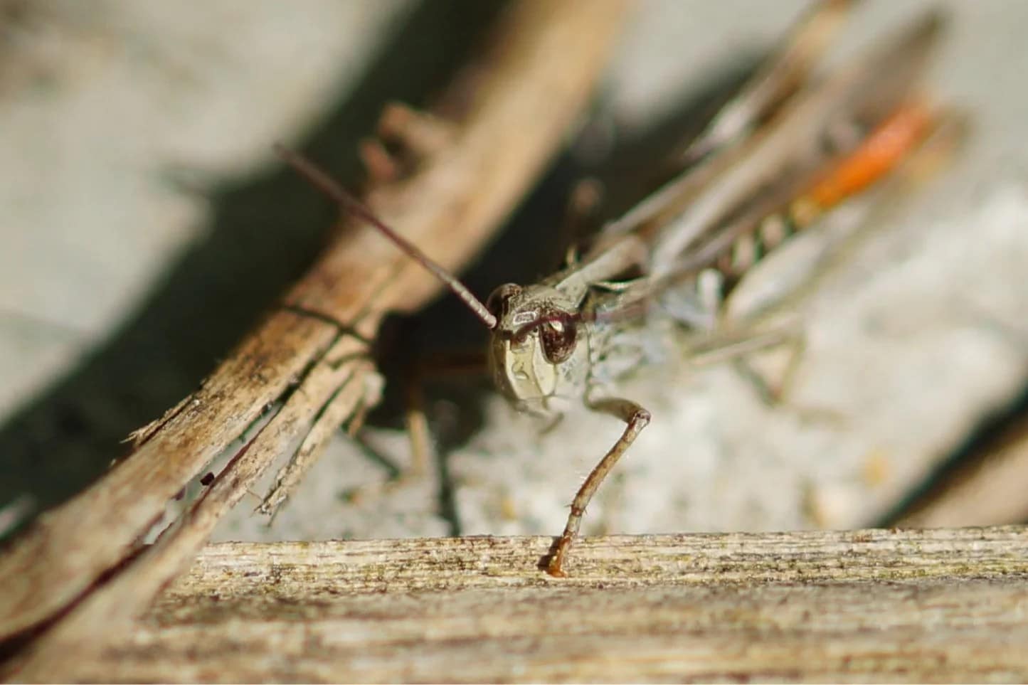 A grasshopper looking at the camera. Photography tips & tricks.