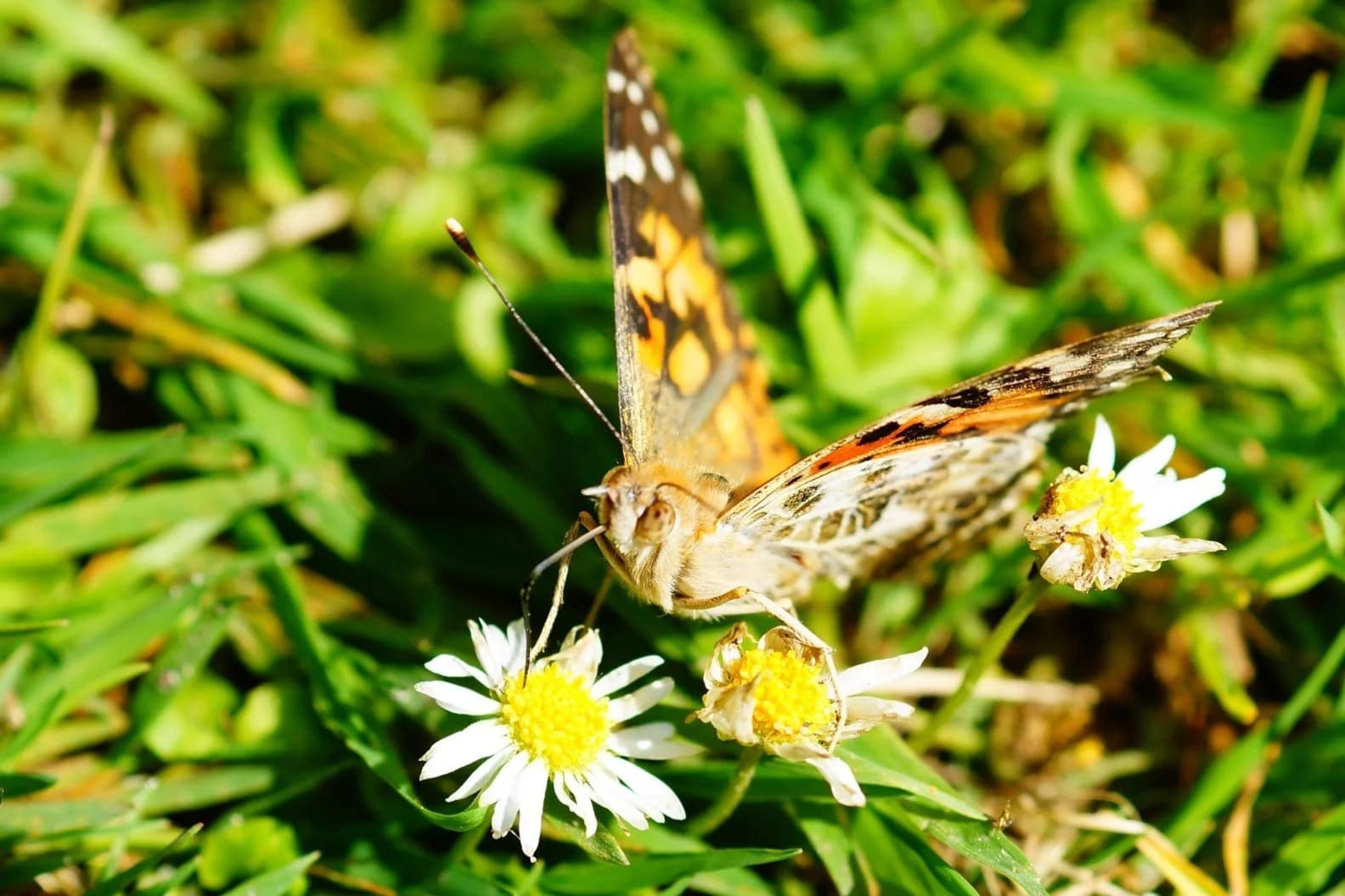 A butterfly eating from a dasiy