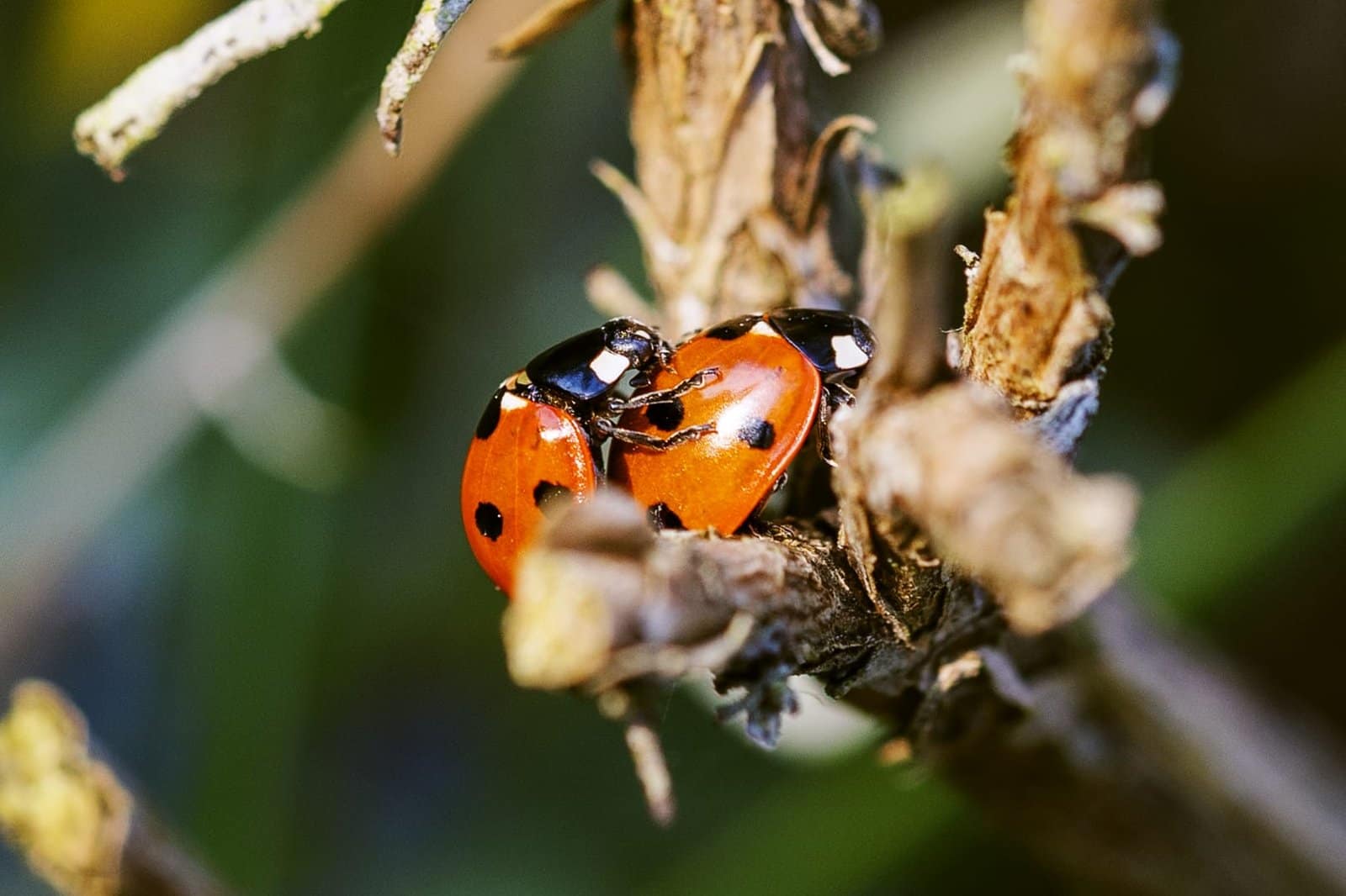 Two ladybirds mating on a twig