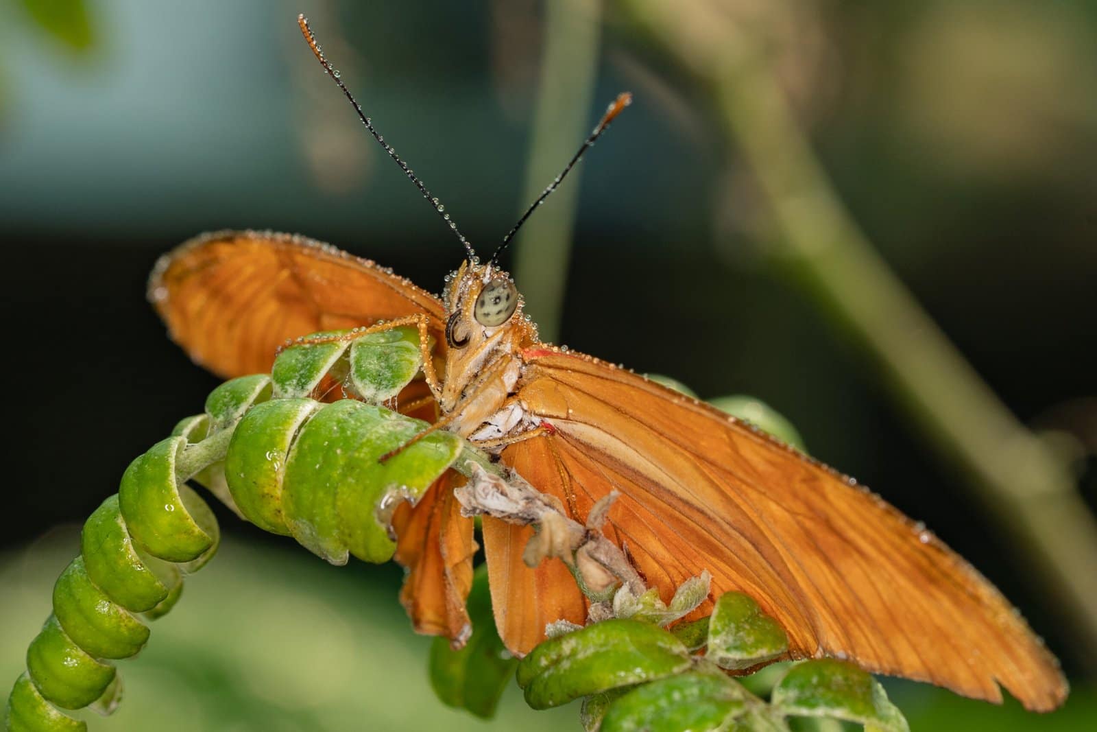 A close-up of an orange butterfly