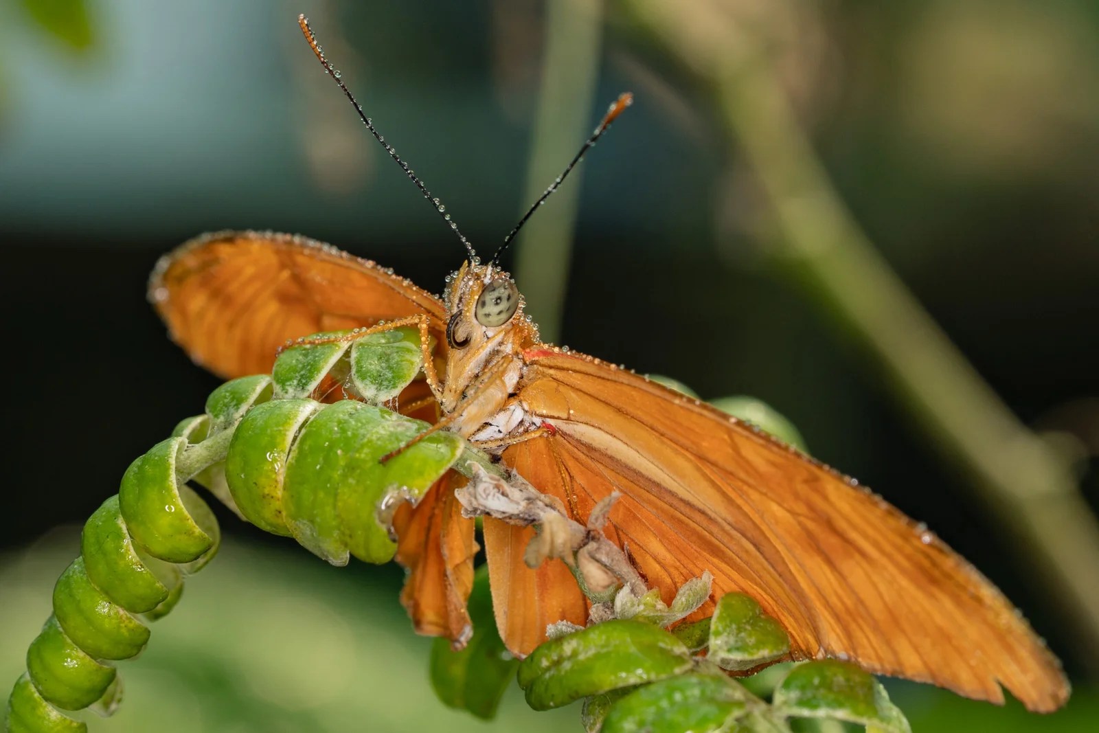 A close-up of an orange butterfly