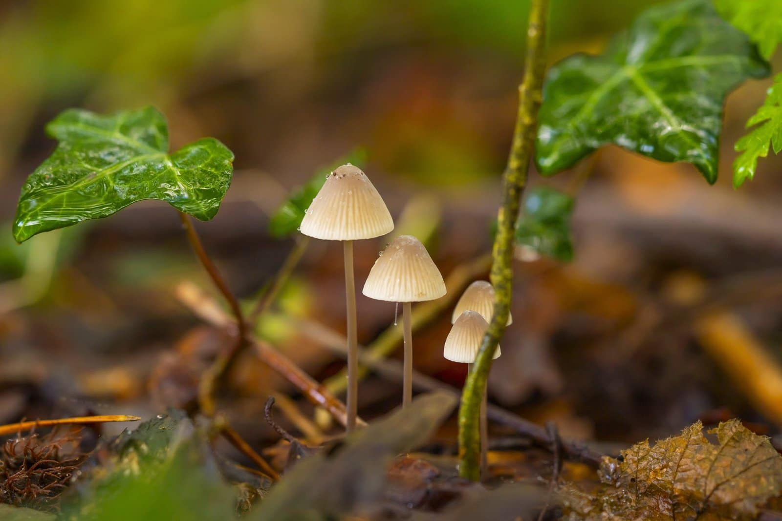 A close-up photograph of 3 mushrooms
