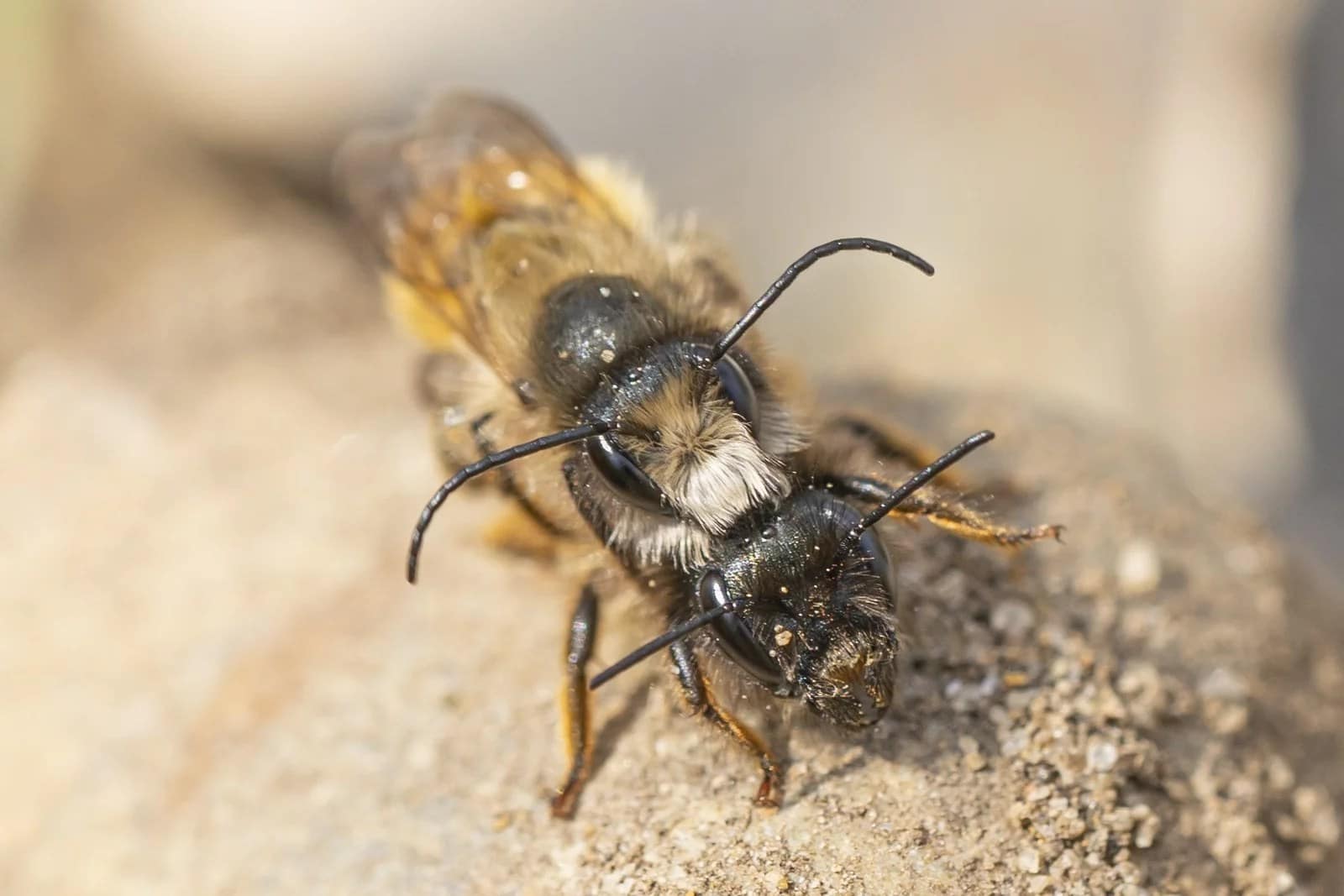 Two bees mating, in close-up photography portfolio