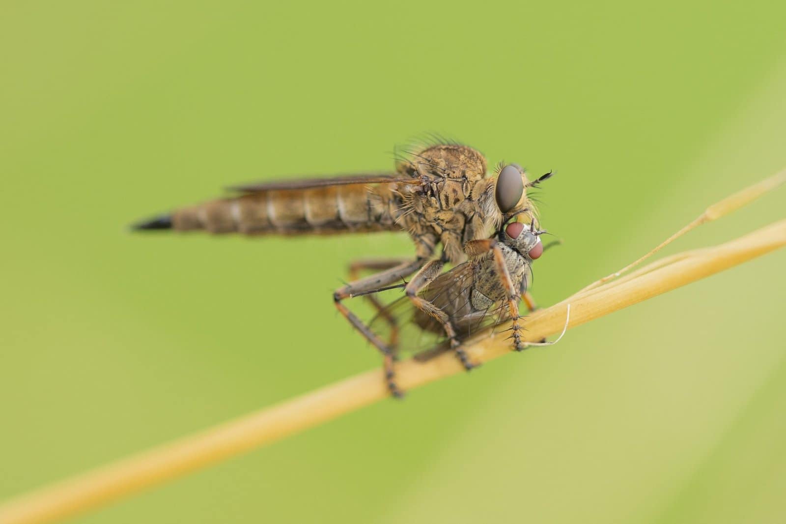 An image of two insects, one underneath the other, on a green background. From one of my photography portfolios.