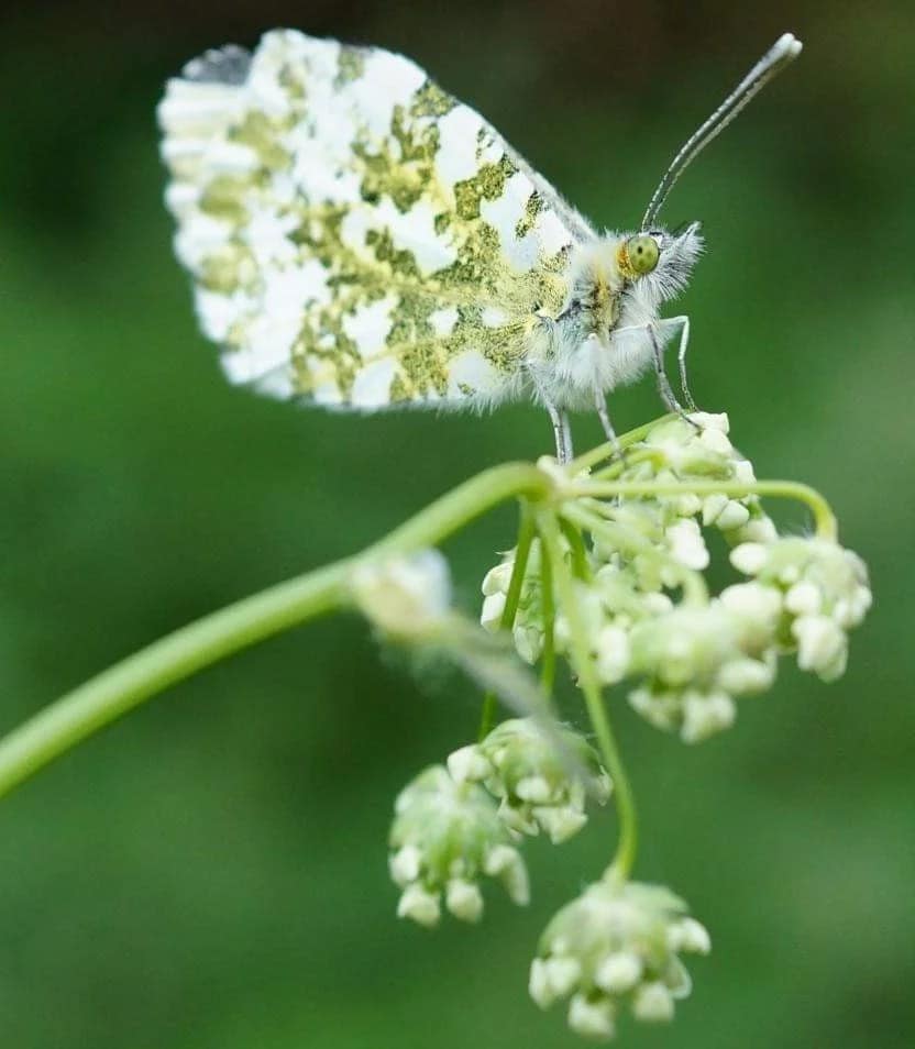 A white butterfly on a flower