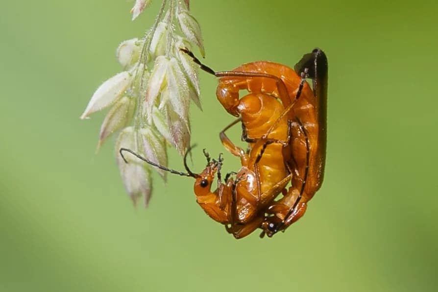 Two red bugs mating hanging upside down, in close-up photography portfolio