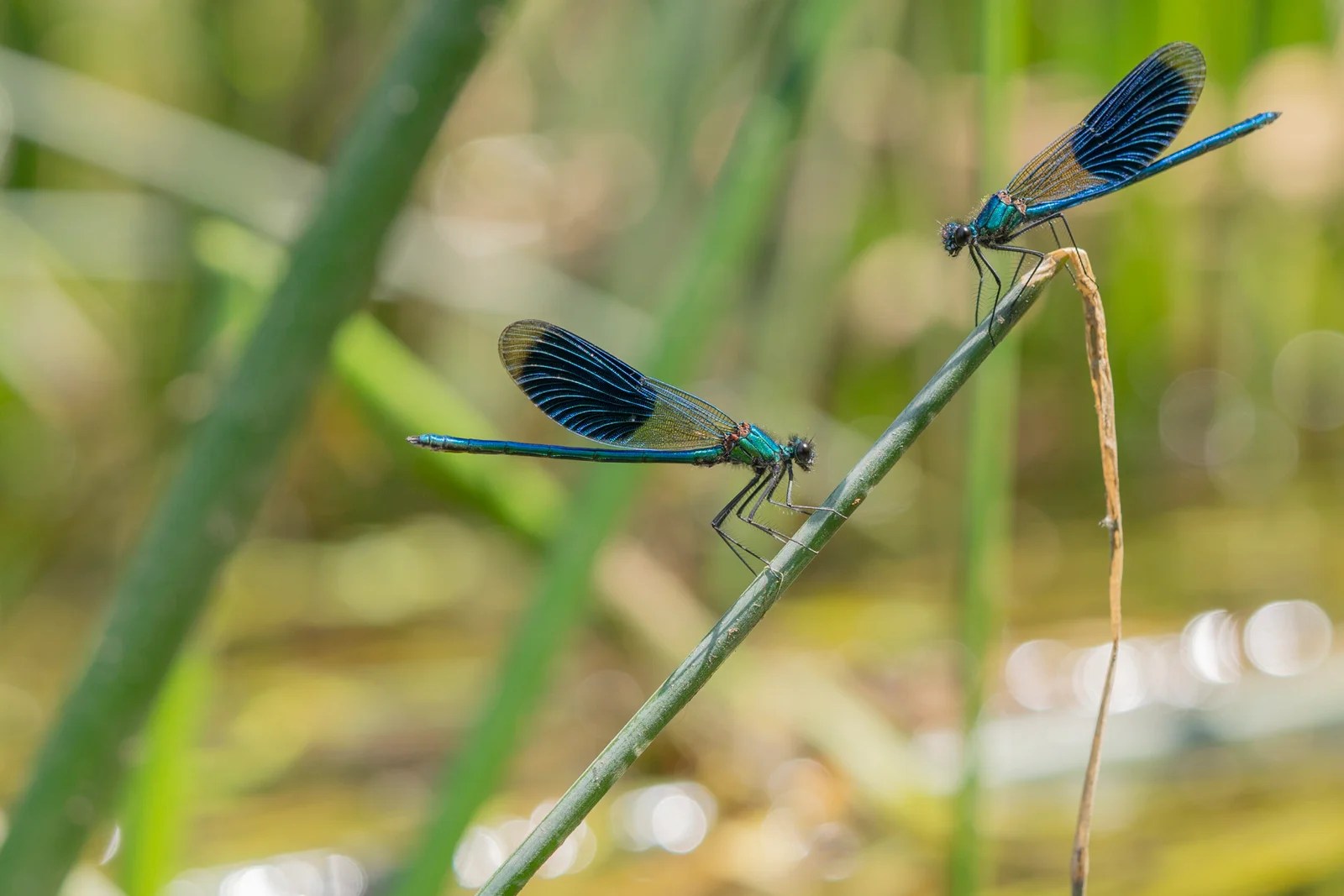 Two damselflies on a stem