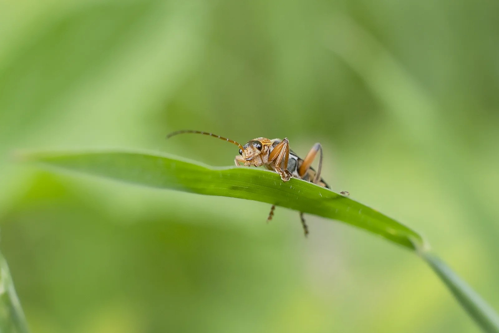 Insect peering over a leaf